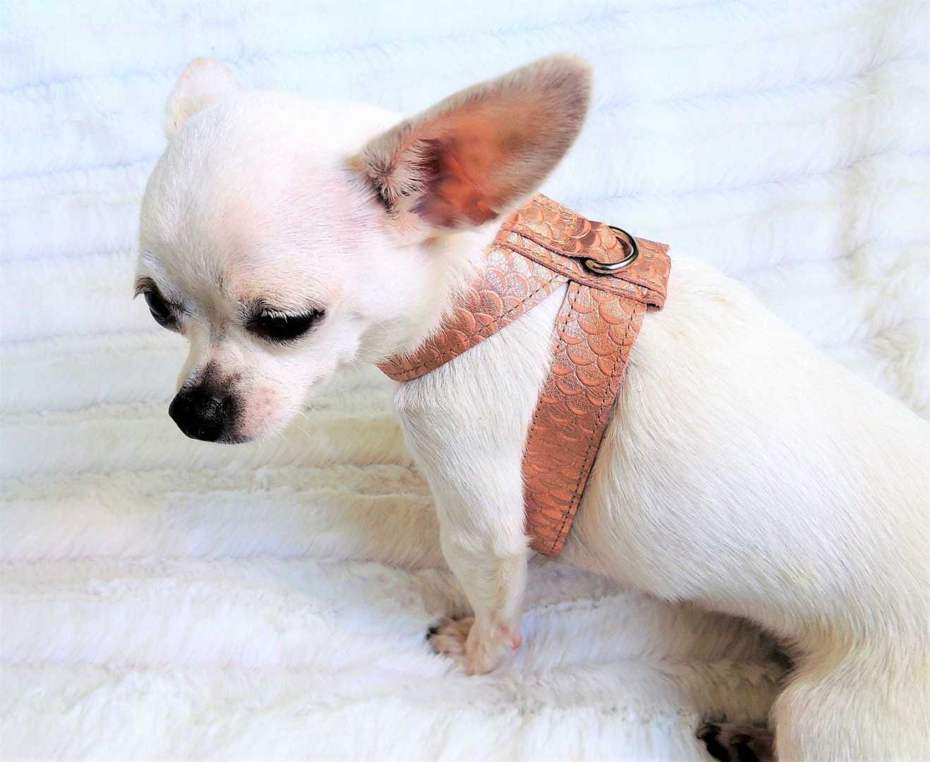 Chihuahua Wearing A Harness