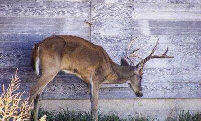 Chronic Wasting Disease Deer Louisiana