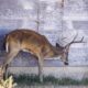 Chronic Wasting Disease Deer Louisiana