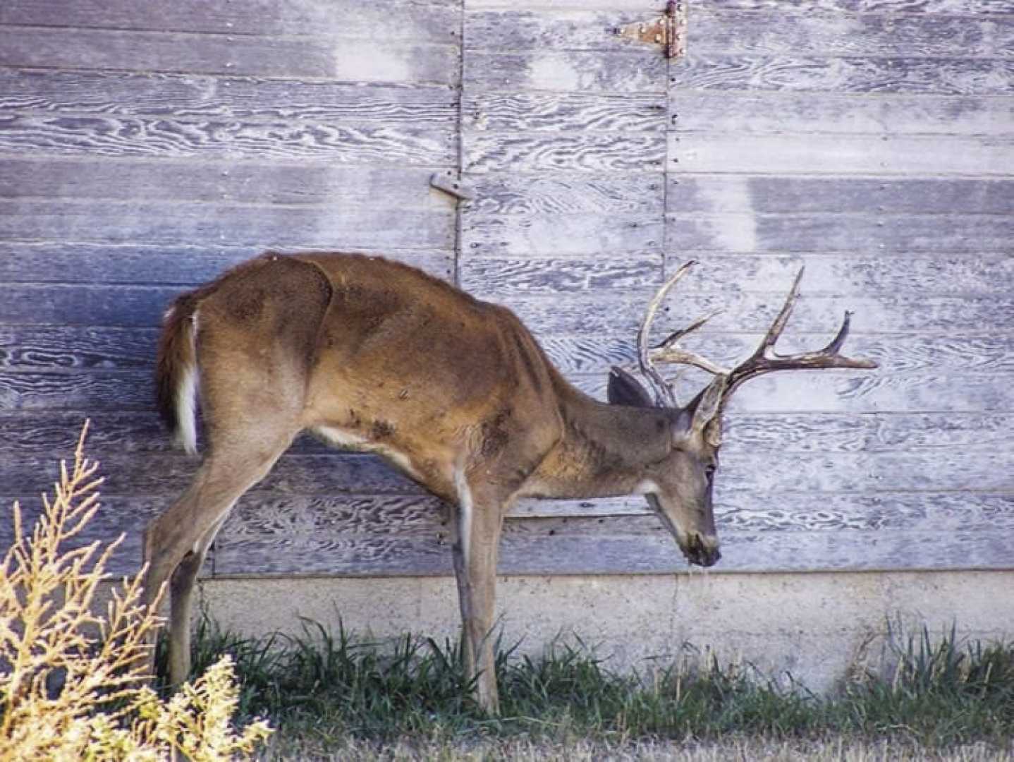 Chronic Wasting Disease Deer Louisiana