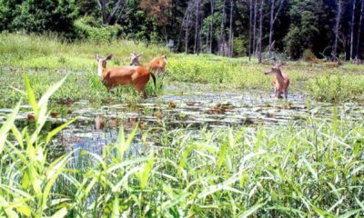 Deer Hunting Season Louisiana Flooding