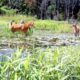 Deer Hunting Season Louisiana Flooding