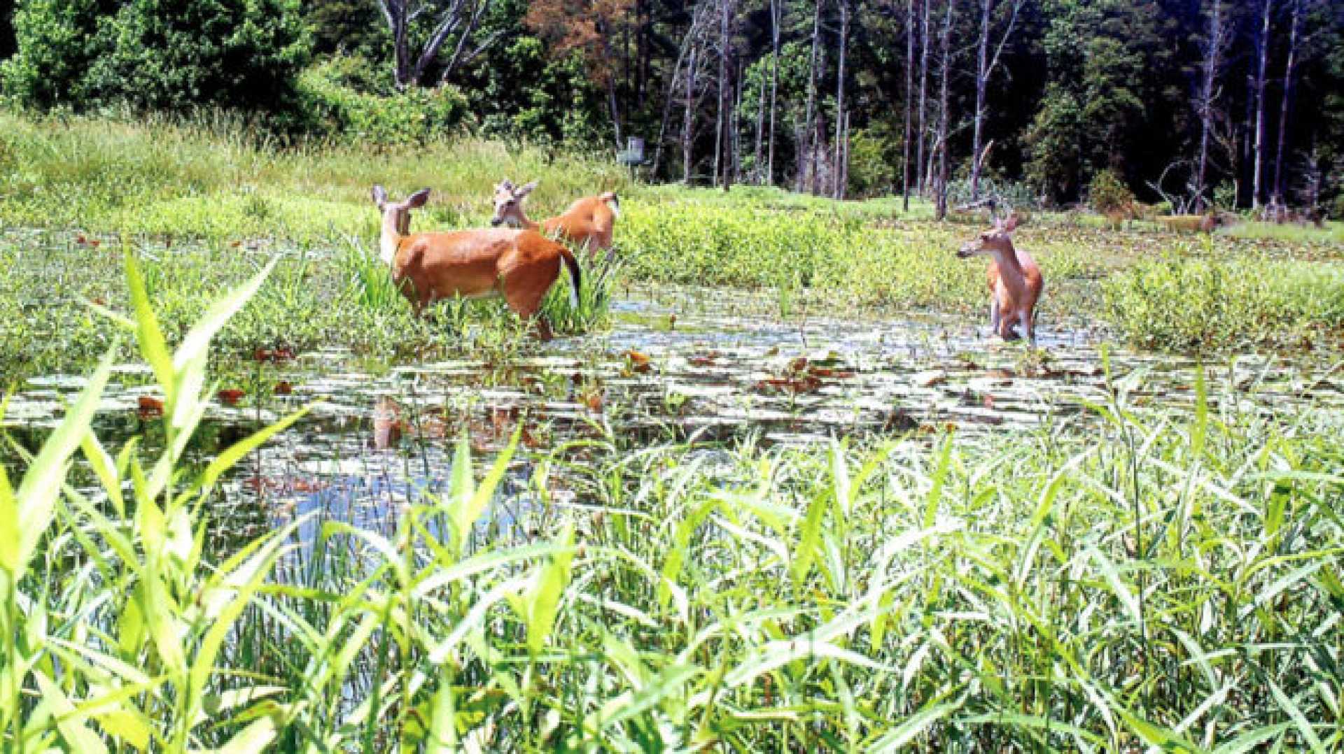 Deer Hunting Season Louisiana Flooding