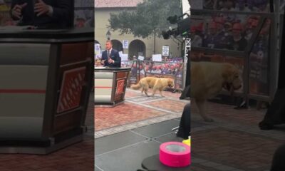 Kirk Herbstreit Dog Peter College Gameday