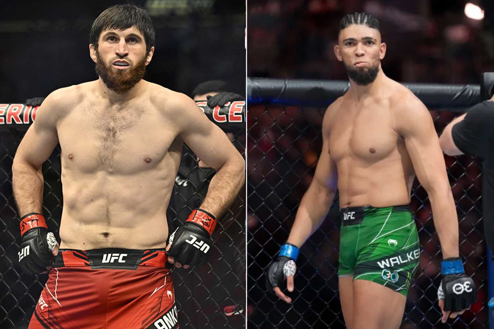 Magomed Ankalaev Ufc 294