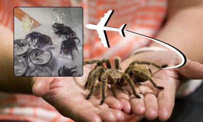 Man Caught With Tarantulas At Airport