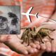 Man Caught With Tarantulas At Airport