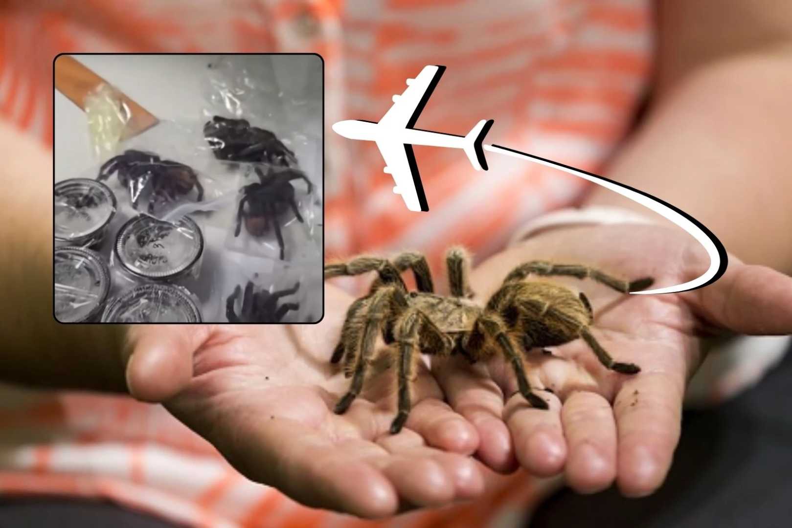 Man Caught With Tarantulas At Airport