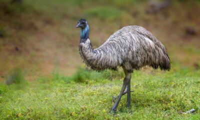 Monkeys And Emus On The Loose In South Carolina