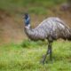 Monkeys And Emus On The Loose In South Carolina