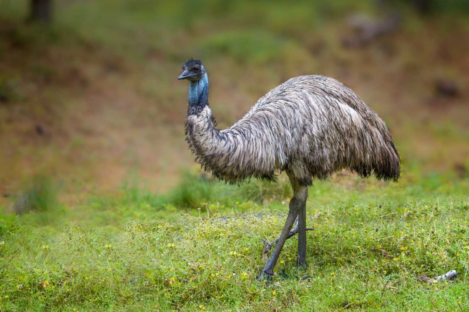 Monkeys And Emus On The Loose In South Carolina