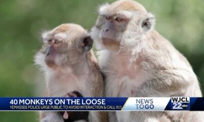 Monkeys Escaping Research Facility South Carolina