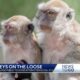 Monkeys Escaping Research Facility South Carolina