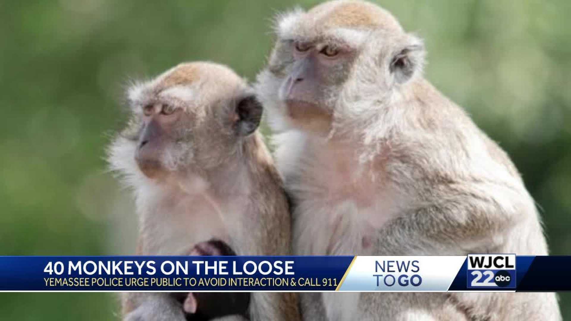 Monkeys Escaping Research Facility South Carolina