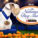 National Dog Show Thanksgiving Day 2024