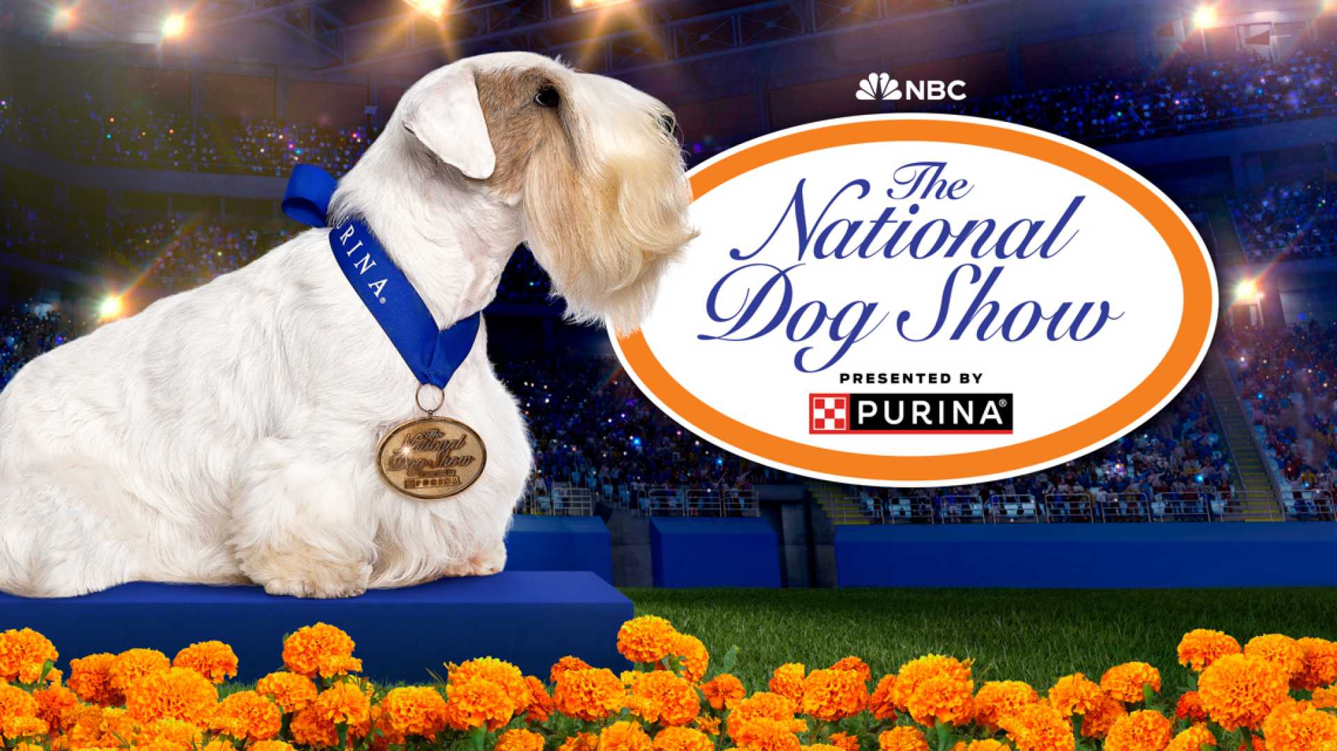 National Dog Show Thanksgiving Day 2024