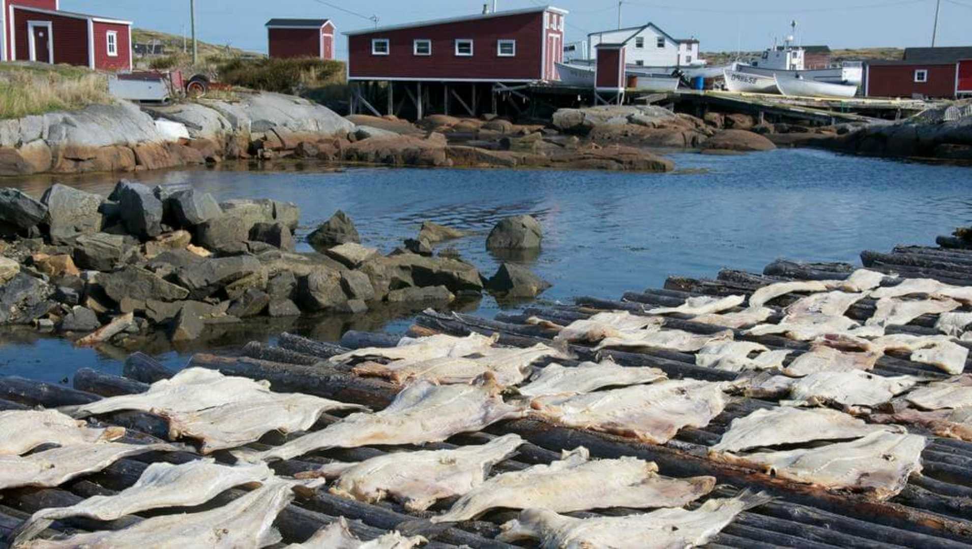 Newfoundland And Labrador Cod Fishery