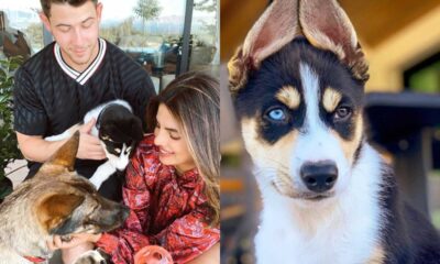 Nick Jonas And Priyanka Chopra With Their New Puppy