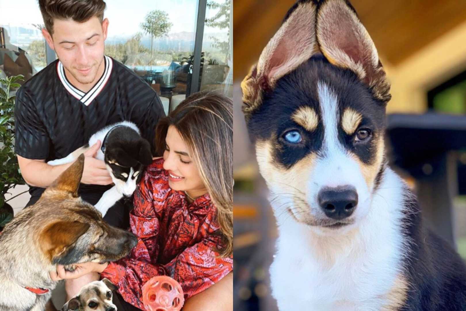 Nick Jonas And Priyanka Chopra With Their New Puppy