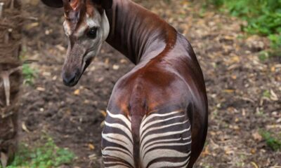 Okapi Animal With Striped Legs