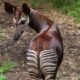 Okapi Animal With Striped Legs