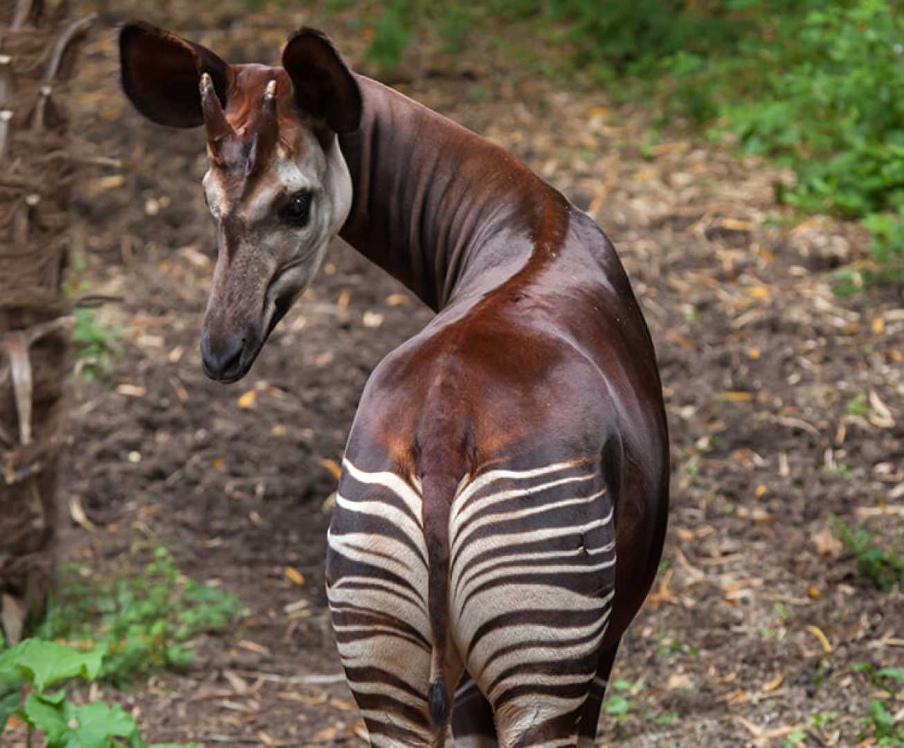 Okapi Animal With Striped Legs