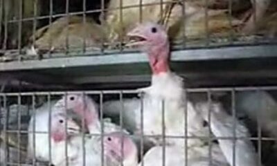 Peta Butterball Turkey Plant Animal Abuse