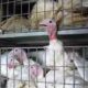 Peta Butterball Turkey Plant Animal Abuse