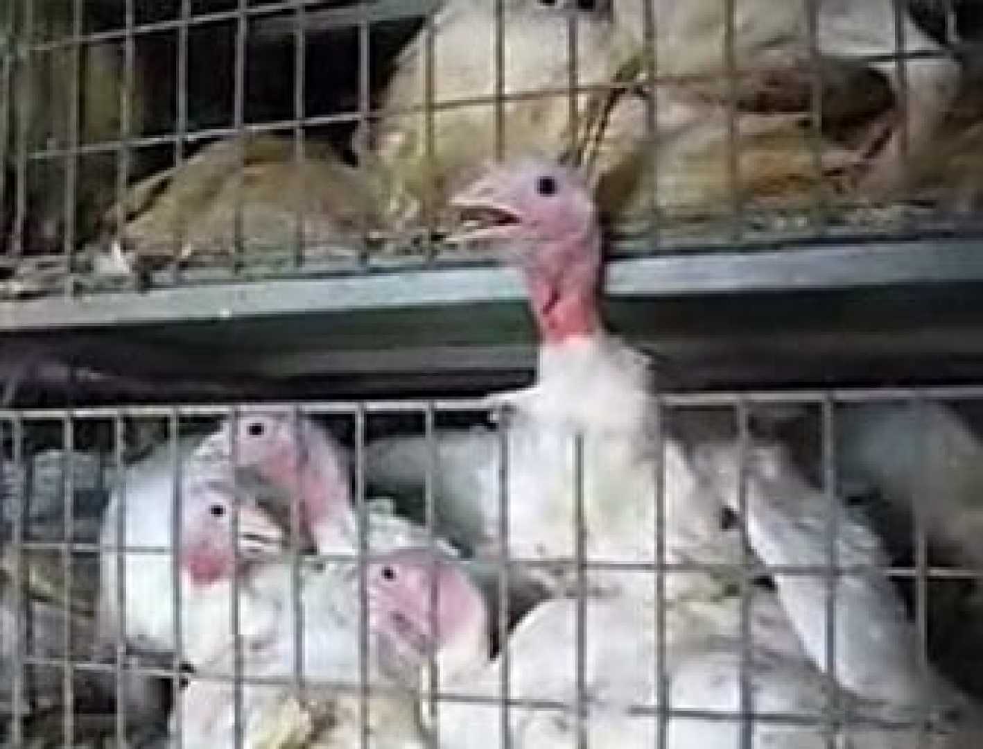 Peta Butterball Turkey Plant Animal Abuse