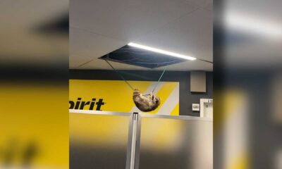 Raccoon At Laguardia Airport Ceiling