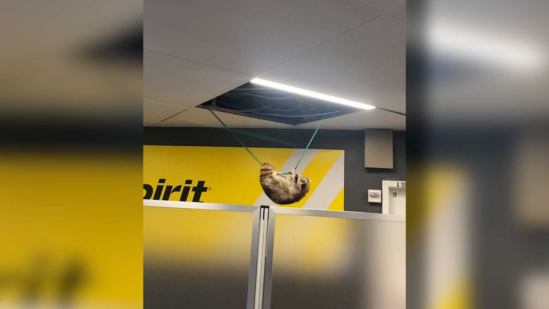 Raccoon At Laguardia Airport Ceiling