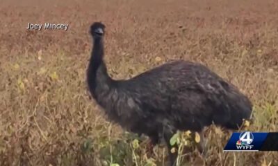 South Carolina Emus And Monkeys On The Loose