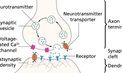 Synapse Between Neurons