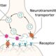 Synapse Between Neurons