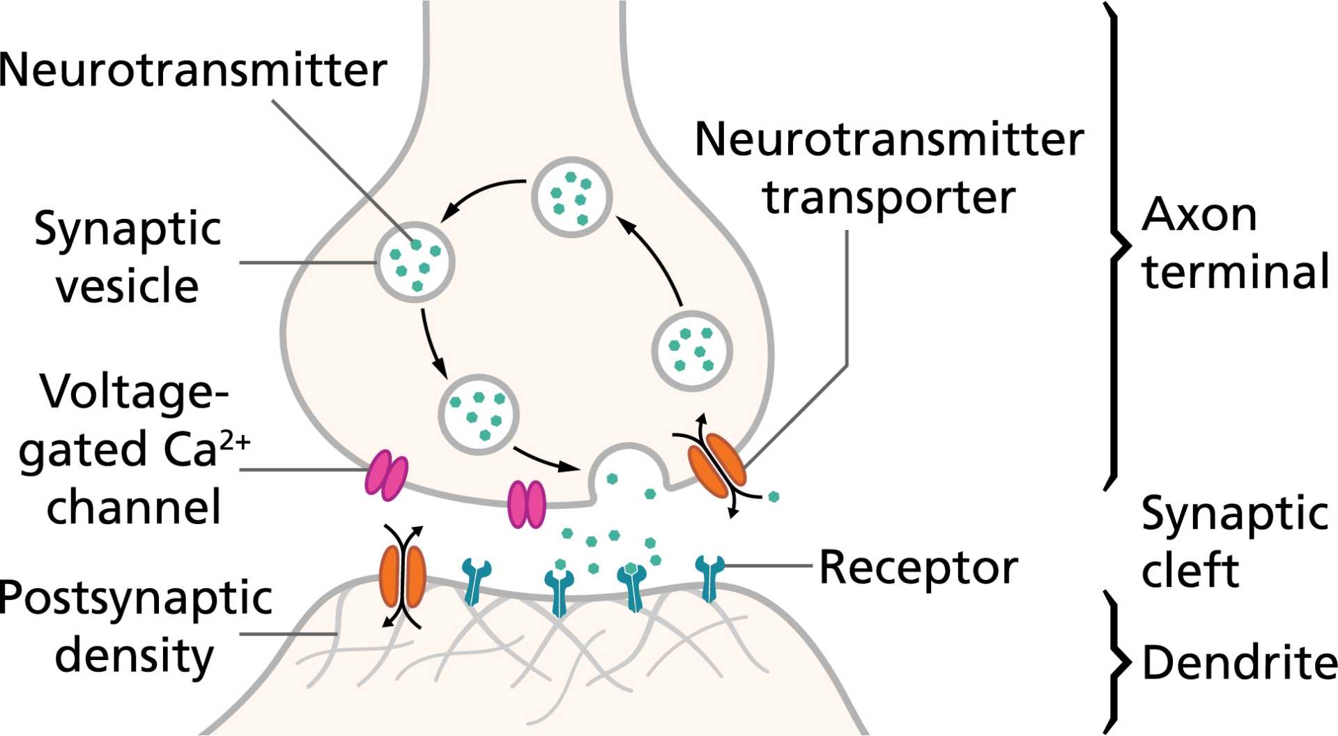 Synapse Between Neurons