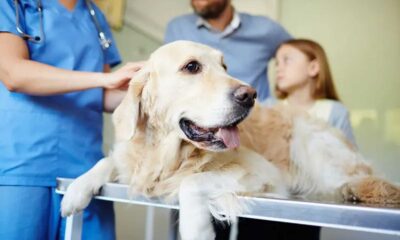 Veterinarians At Work In A Veterinary Clinic