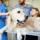 Veterinarians At Work In A Veterinary Clinic