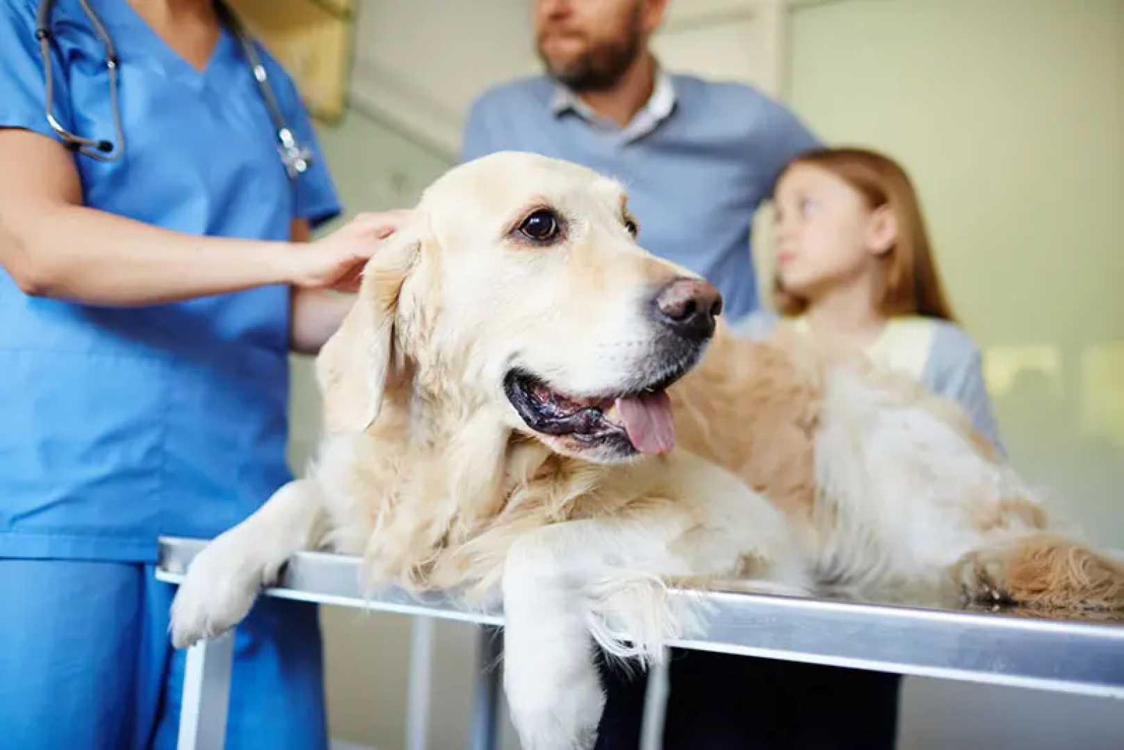 Veterinarians At Work In A Veterinary Clinic