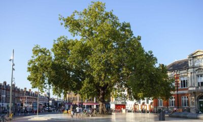 Brixton Wood Urban Forest London