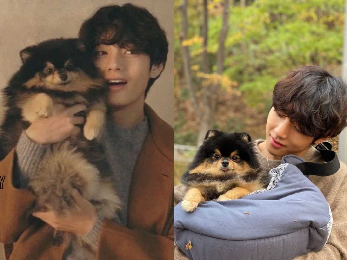 Bts V Yeontan Dog