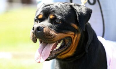 Rottweiler Attack California