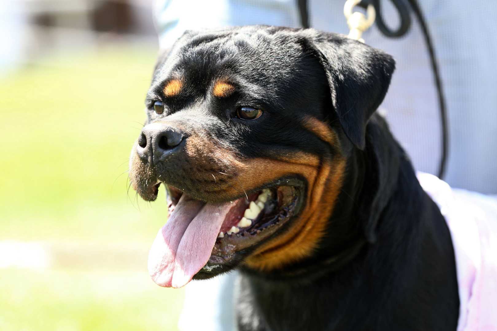 Rottweiler Attack California