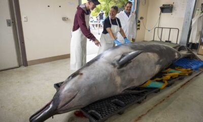 Spade Toothed Whale Dissection New Zealand