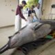 Spade Toothed Whale Dissection New Zealand