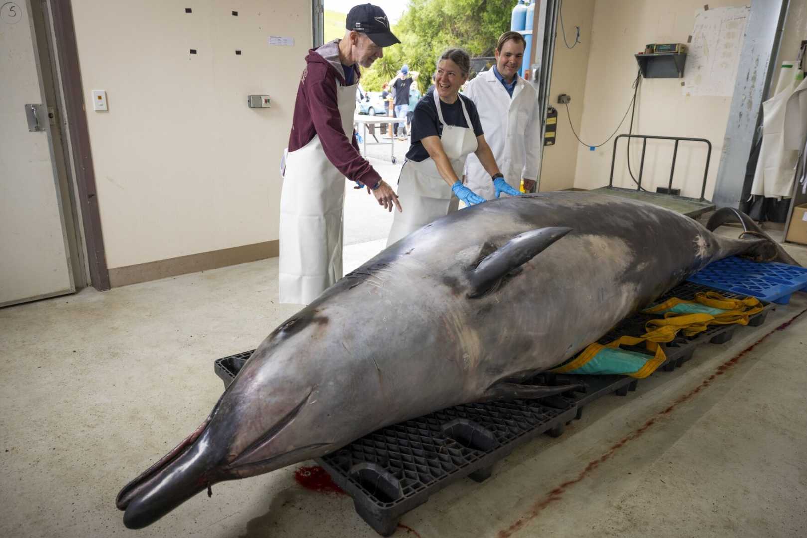 Spade Toothed Whale Dissection New Zealand