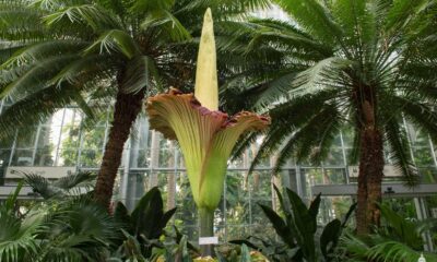 Amorphophallus Titanum Bloom Sydney Royal Botanic Garden