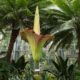 Amorphophallus Titanum Bloom Sydney Royal Botanic Garden