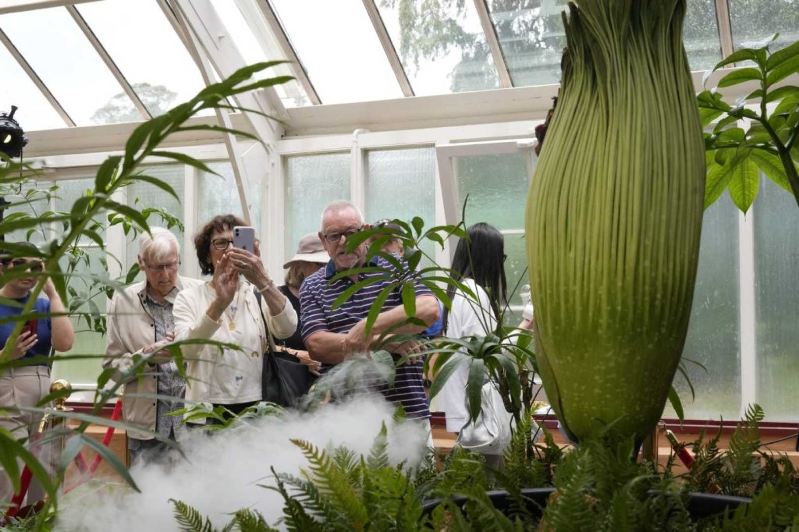 Amorphophallus Titanum Bloom Sydney Royal Botanic Garden