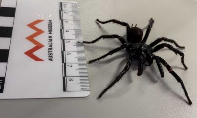 Atrax Christenseni Funnel Web Spider Australia