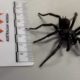 Atrax Christenseni Funnel Web Spider Australia